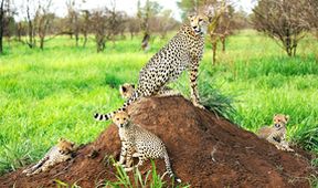 Zázračná planeta: Jak dospívají gepardi